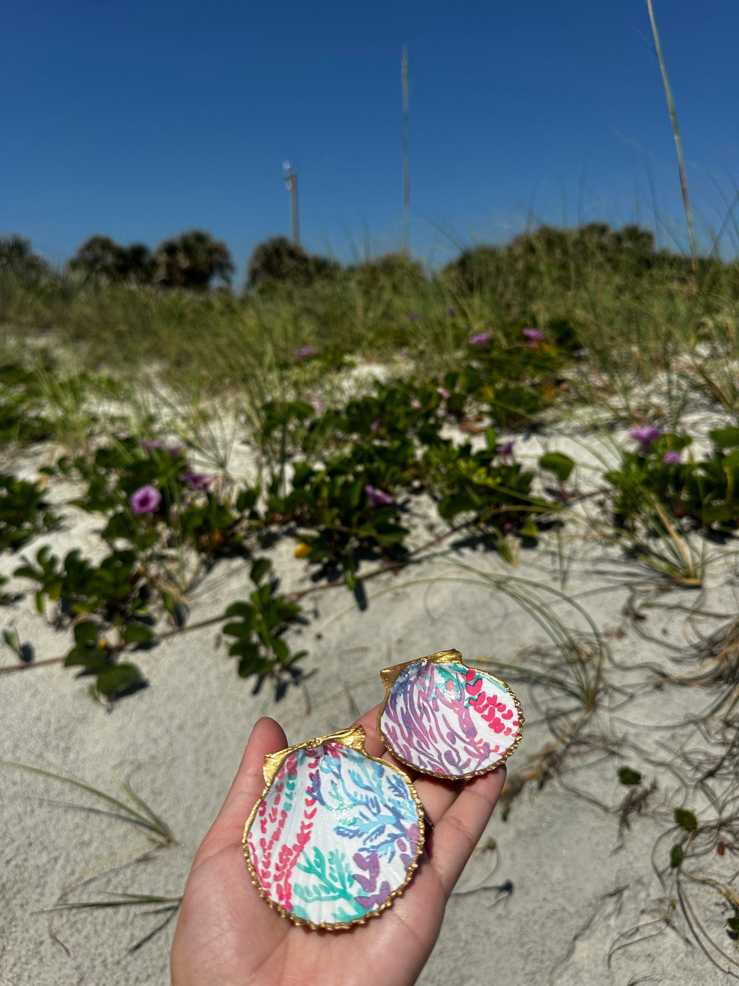 Coral Cove Scallop Shell